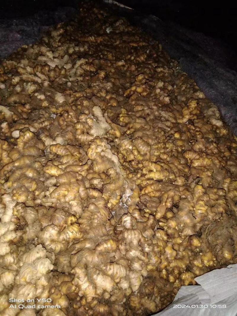 贵州二黄姜，只要你需要，我会加倍的为你服务