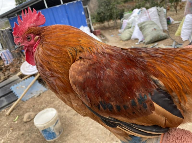 红瑶鸡，黑瑶鸡处理。120天均重4-6斤