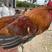 红瑶鸡，黑瑶鸡处理。120天均重4-6斤
