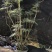 精品熟桩及下山桩十大功劳