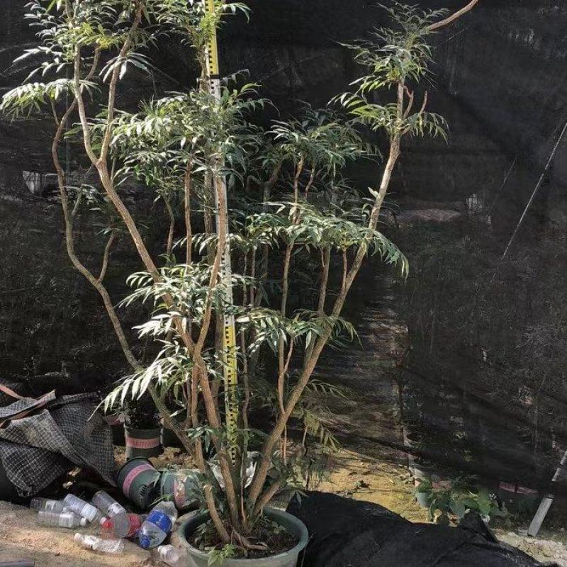 精品熟桩及下山桩十大功劳