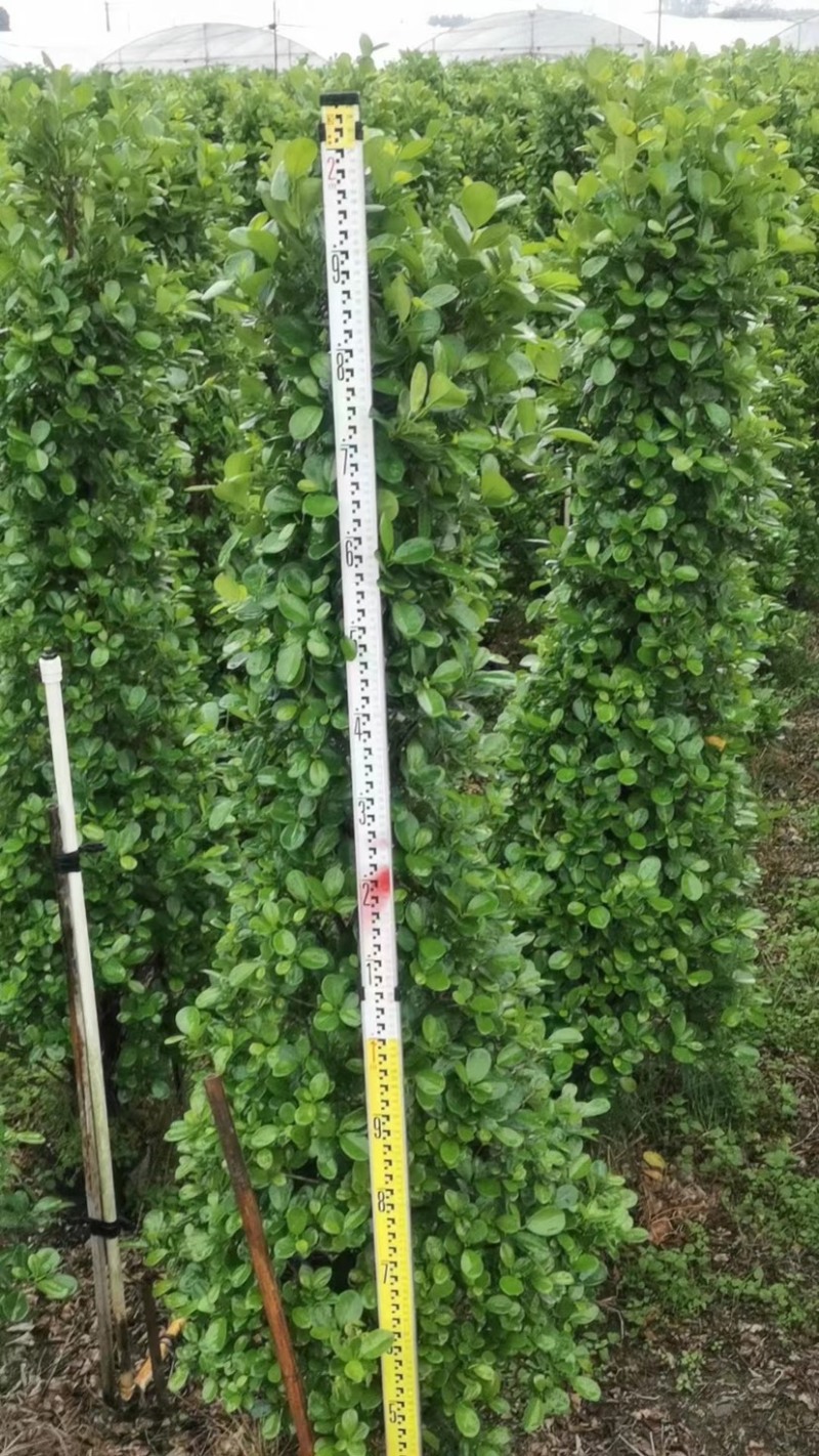 火山榕1-1.2-1.5-1.8-2米高度大量现货供应