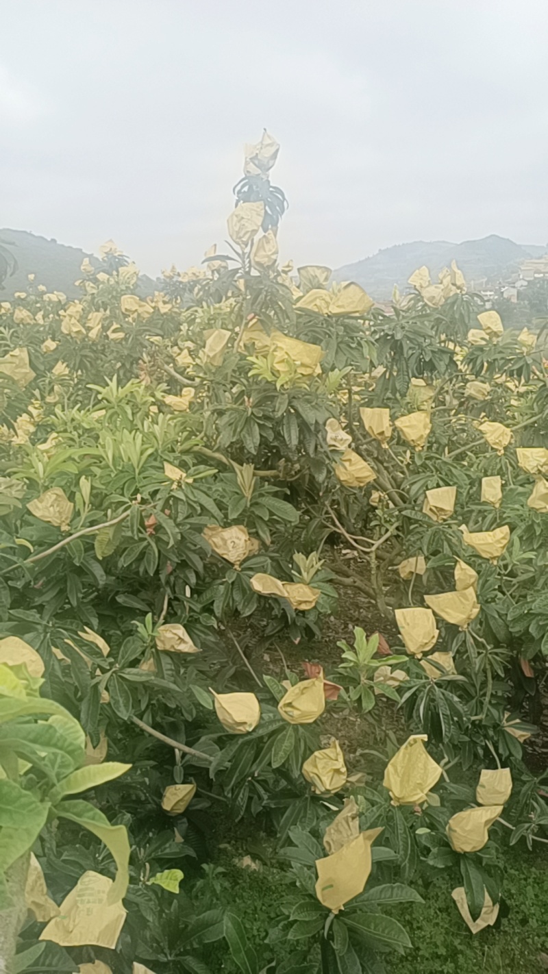 高山枇杷果