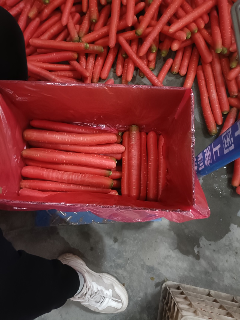 水洗萝卜称杆红萝卜