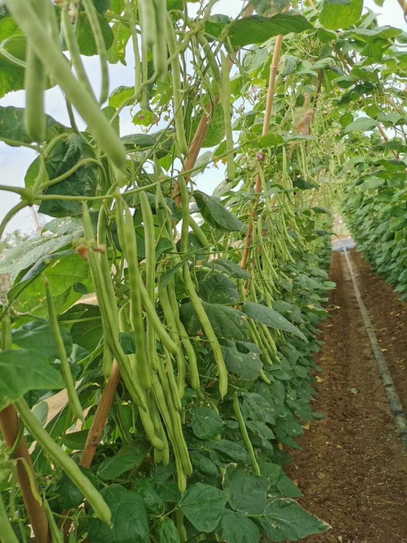 锦绣红花小金豆种子早熟耐低温高产加长型亩产1万斤以上