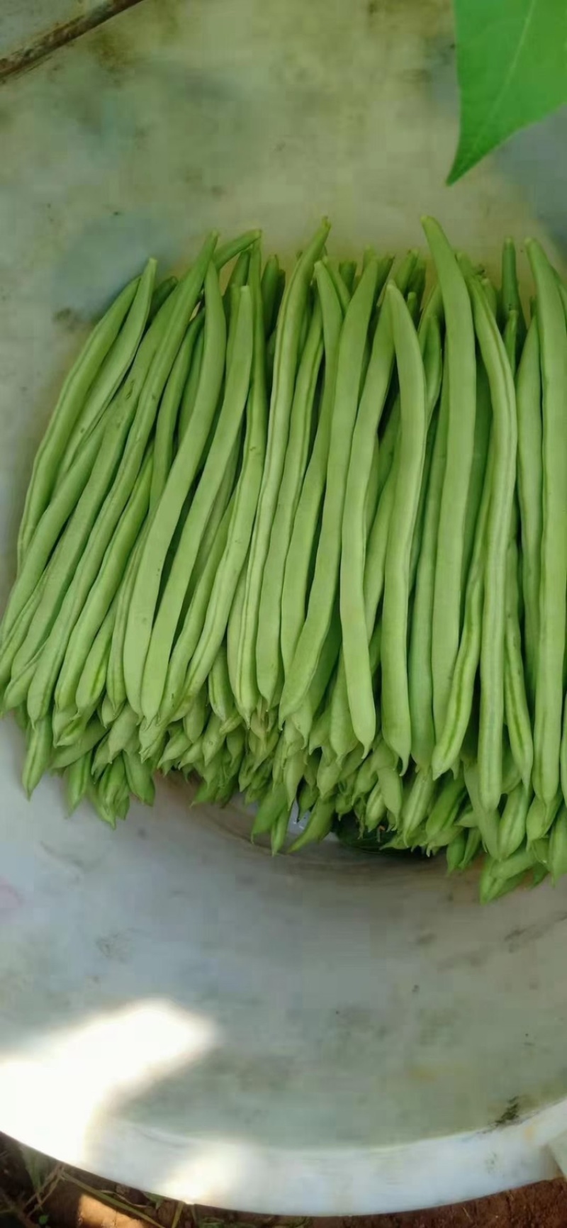 锦绣红花小金豆种子早熟耐低温高产加长型亩产1万斤以上