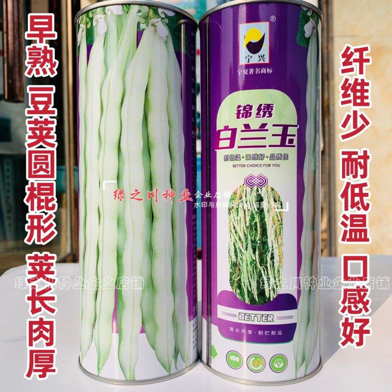 锦绣白兰玉架豆种子丰产早熟九粒白四季豆种子纤维少花白粒