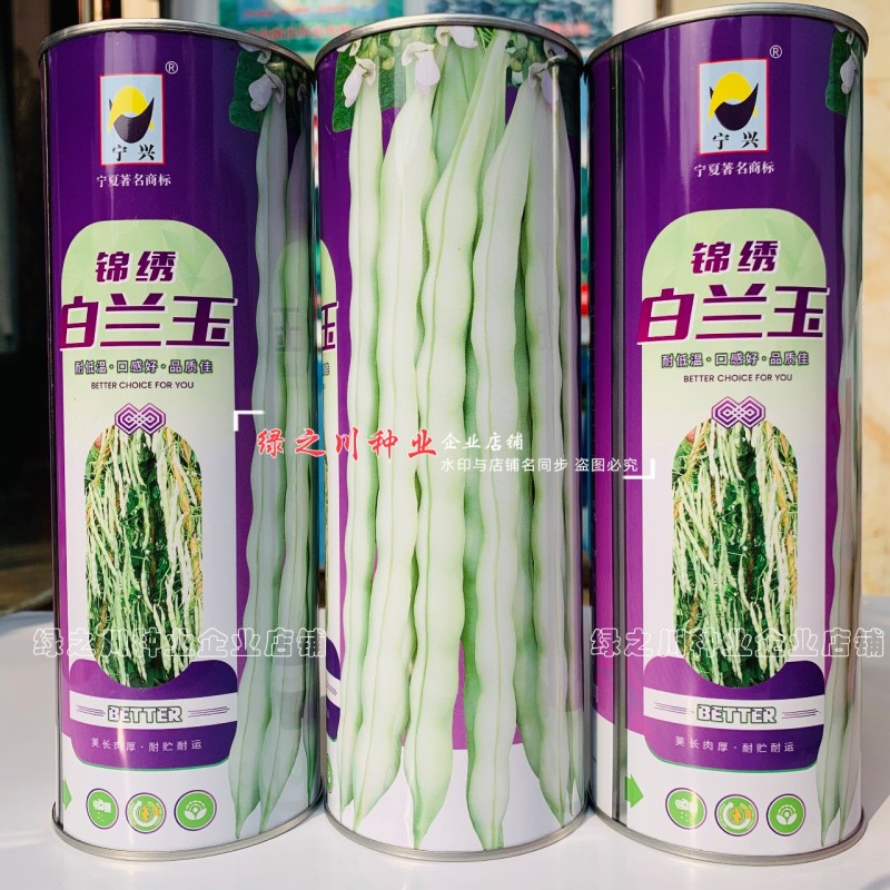 锦绣白兰玉架豆种子丰产早熟九粒白四季豆种子纤维少花白粒