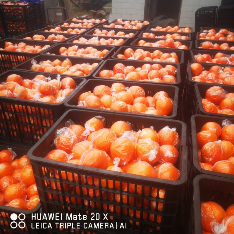 纽荷尔脐橙，皮毛干净口感细腻饱满化渣，
