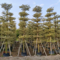 锦叶榄仁花叶榄仁人工造托规格齐全欢迎前来咨询了解