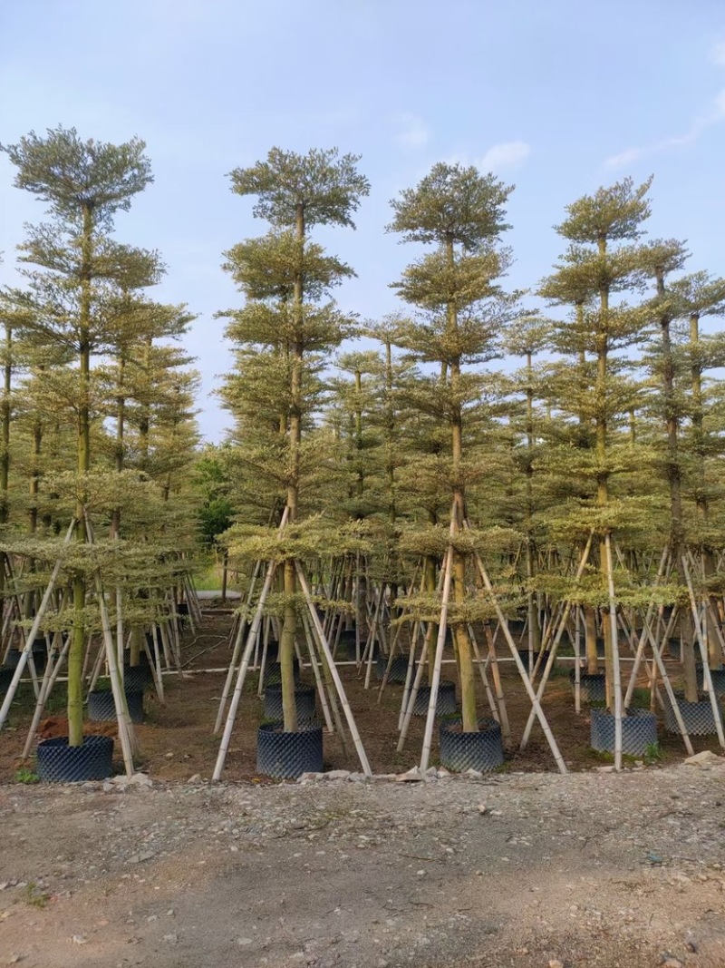 锦叶榄仁花叶榄仁人工造托规格齐全欢迎前来咨询了解
