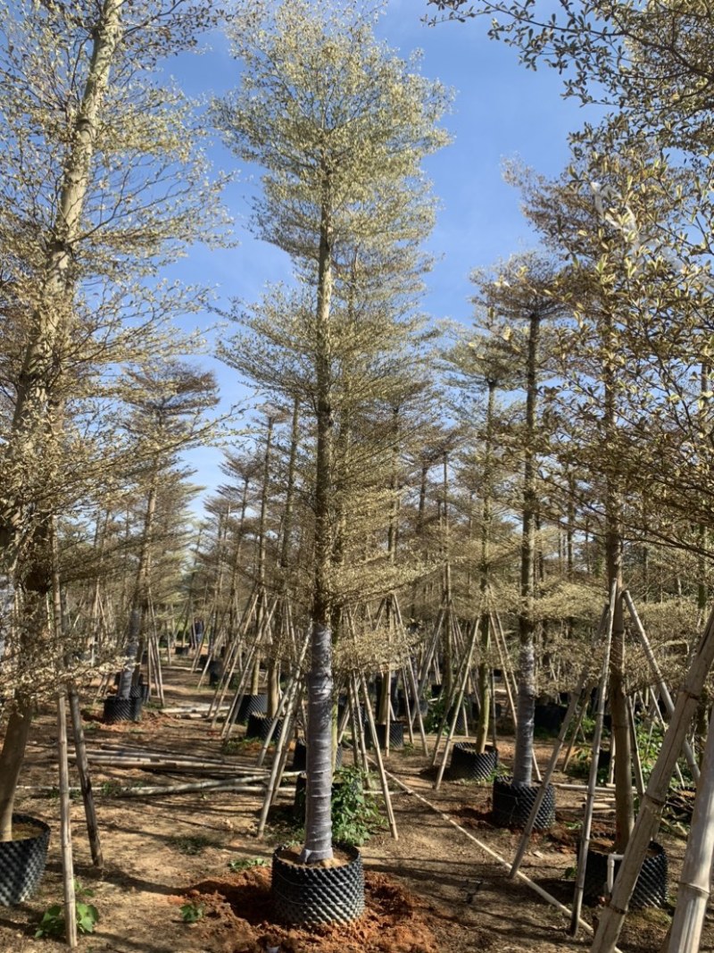 锦叶榄仁花叶榄仁人工造托规格齐全欢迎前来咨询了解