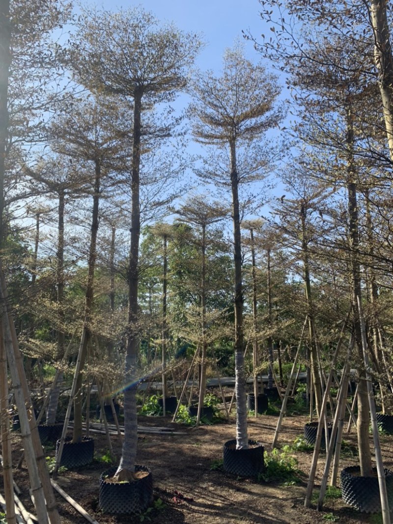 锦叶榄仁花叶榄仁人工造托规格齐全欢迎前来咨询了解