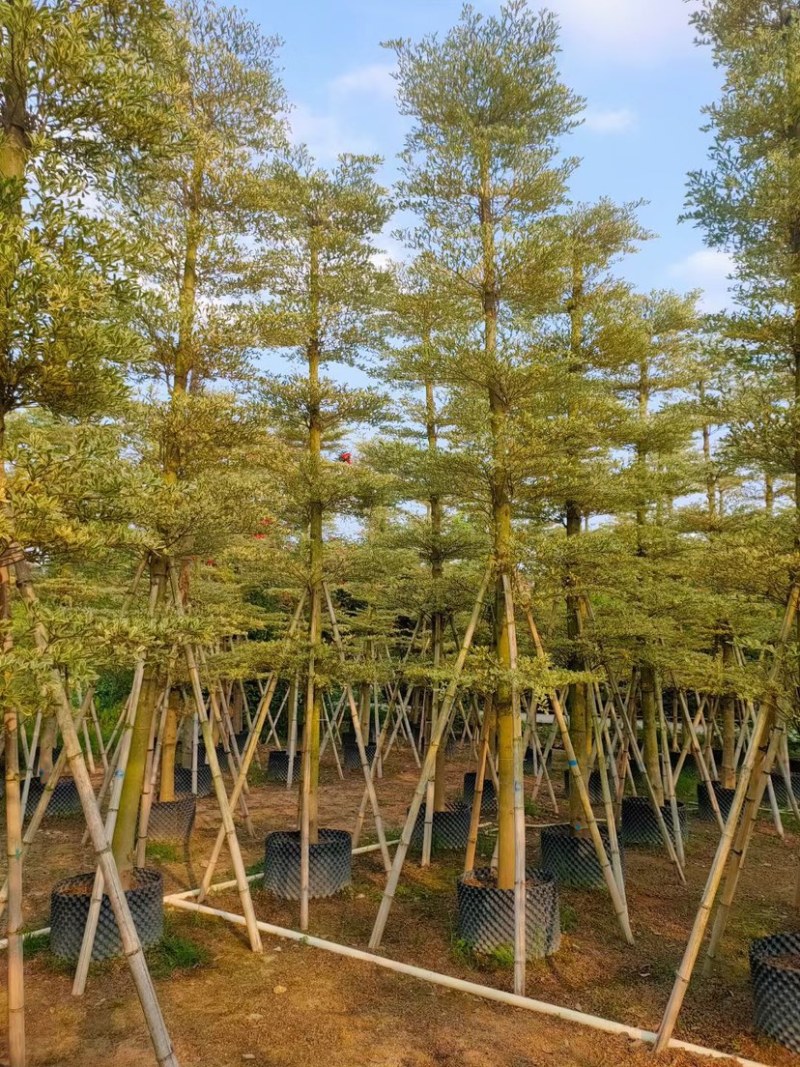 锦叶榄仁花叶榄仁人工造托规格齐全欢迎前来咨询了解