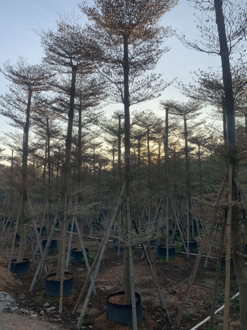 锦叶榄仁花叶榄仁人工造托规格齐全欢迎前来咨询了解