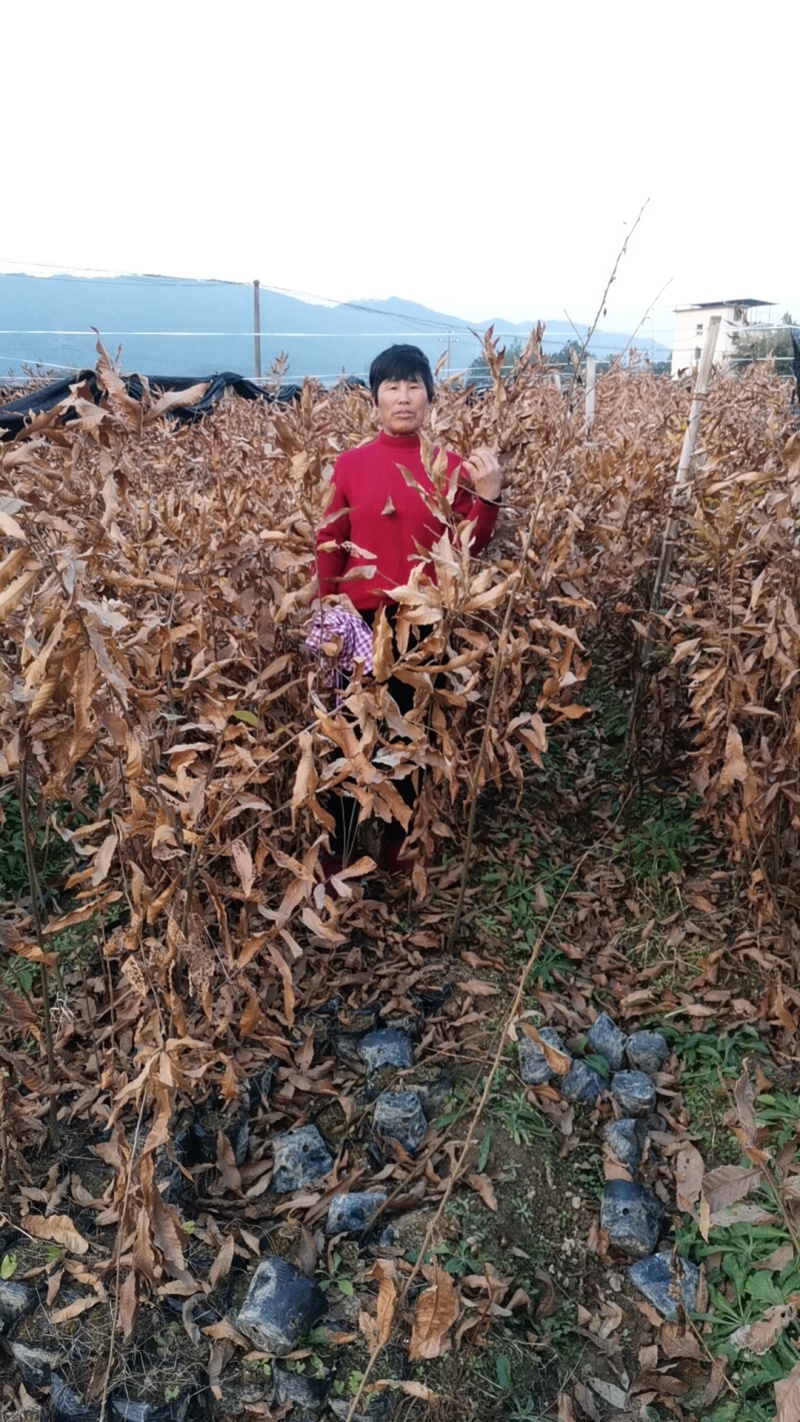 麻栎小苗，湖北麻栎苗，麻栎杯苗，重庆麻栎苗，山东麻栎苗