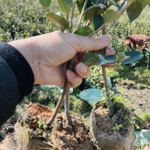 正宗2年油茶苗杯苗，苗壮根系发达造林好品种
