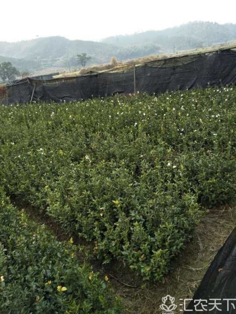 正宗2年油茶苗杯苗，苗壮根系发达造林好品种