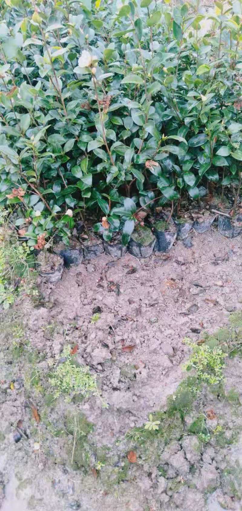 正宗2年油茶苗杯苗，苗壮根系发达造林好品种