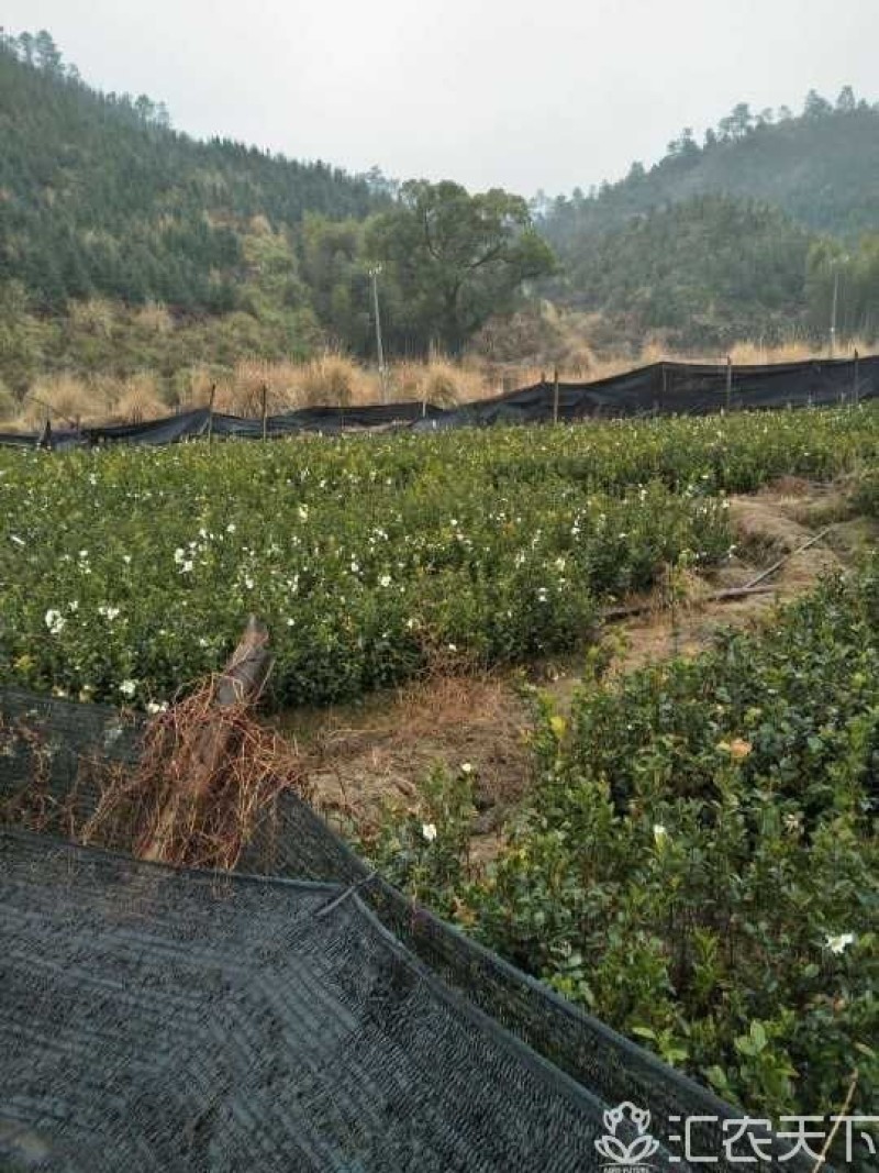 正宗2年油茶苗杯苗，苗壮根系发达造林好品种