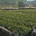 正宗2年油茶苗杯苗，苗壮根系发达造林好品种