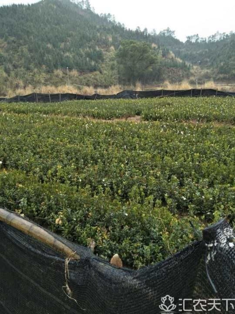 正宗2年油茶苗杯苗，苗壮根系发达造林好品种