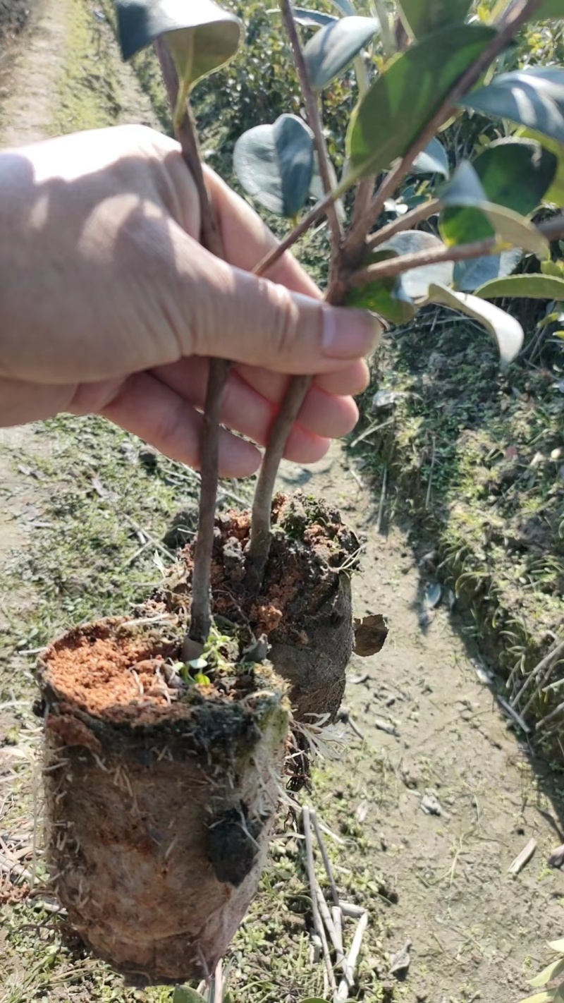 正宗2年油茶苗杯苗，苗壮根系发达造林好品种