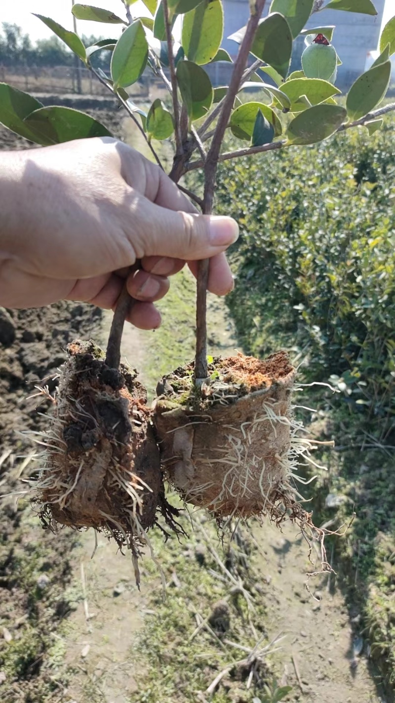 正宗2年油茶苗杯苗，苗壮根系发达造林好品种