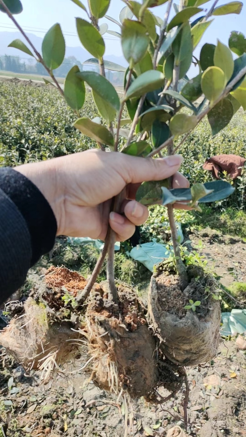 正宗2年油茶苗杯苗，苗壮根系发达造林好品种