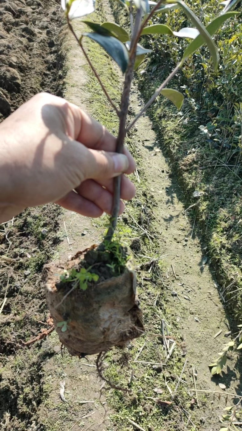 正宗2年油茶苗杯苗，苗壮根系发达造林好品种