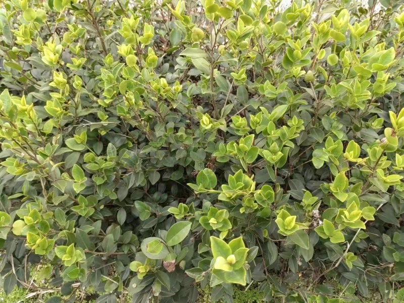 正宗2年油茶苗杯苗，苗壮根系发达造林好品种