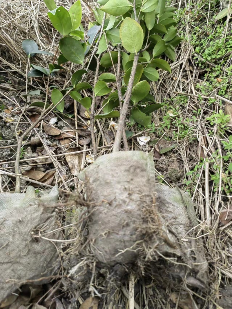 正宗2年油茶苗杯苗，苗壮根系发达造林好品种