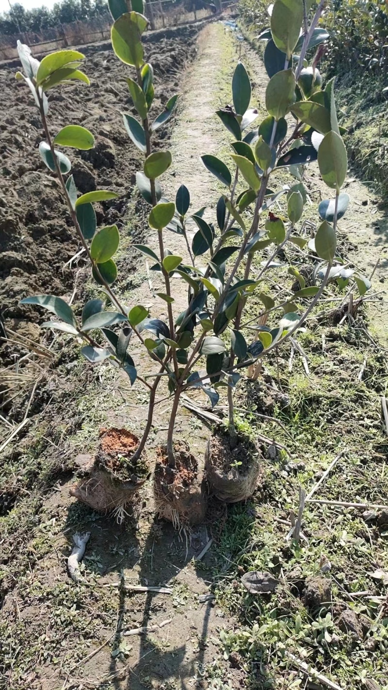 正宗2年油茶苗杯苗，苗壮根系发达造林好品种