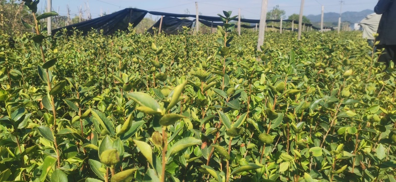 正宗2年油茶苗杯苗，苗壮根系发达造林好品种