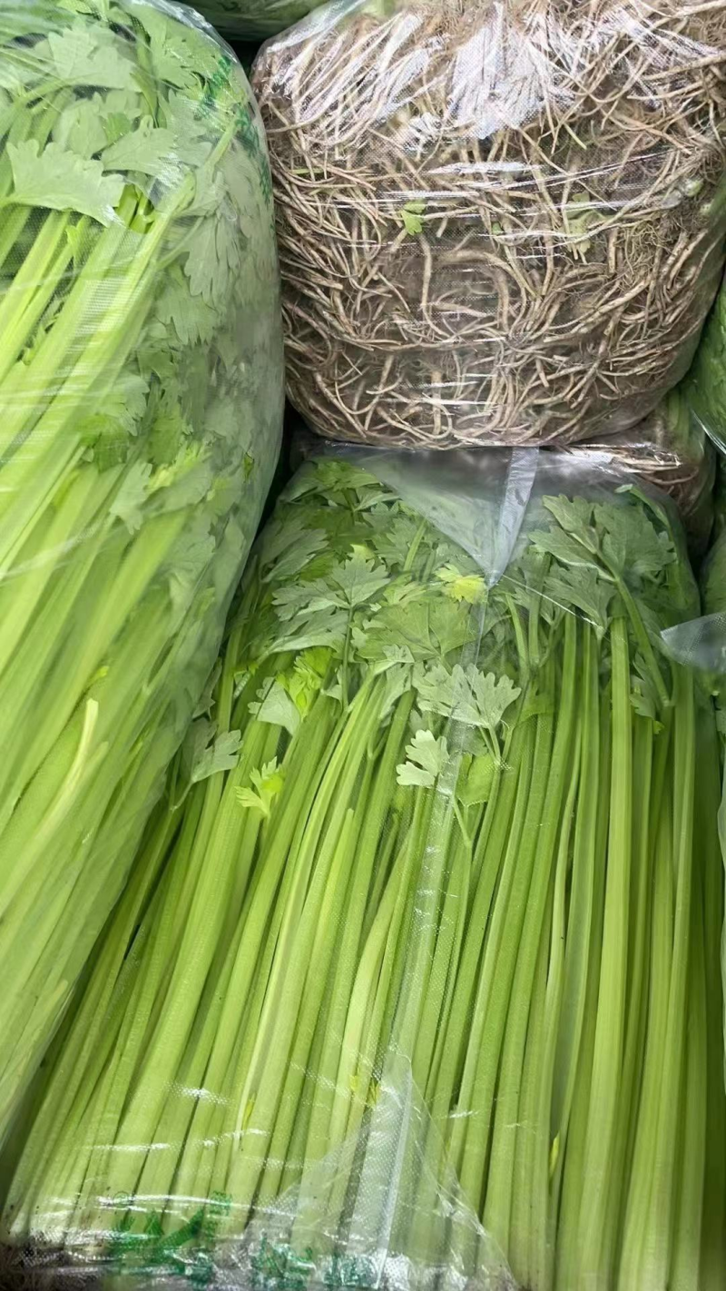 国家地理标志常年芹菜供货香芹玻璃翠诚信经营