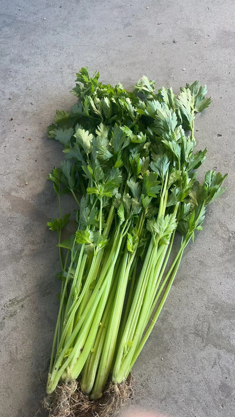 国家地理标志常年芹菜供货香芹玻璃翠诚信经营