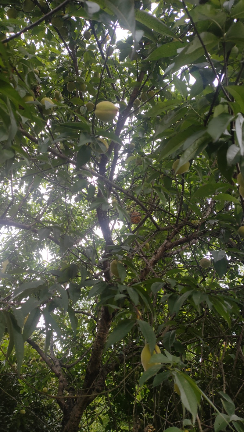 草皮3月中旬上市