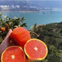 血橙/中华红橙地头批发/挂树鲜果一手货源品质保证
