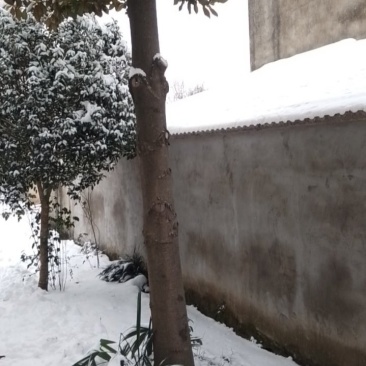 玉兰花大树