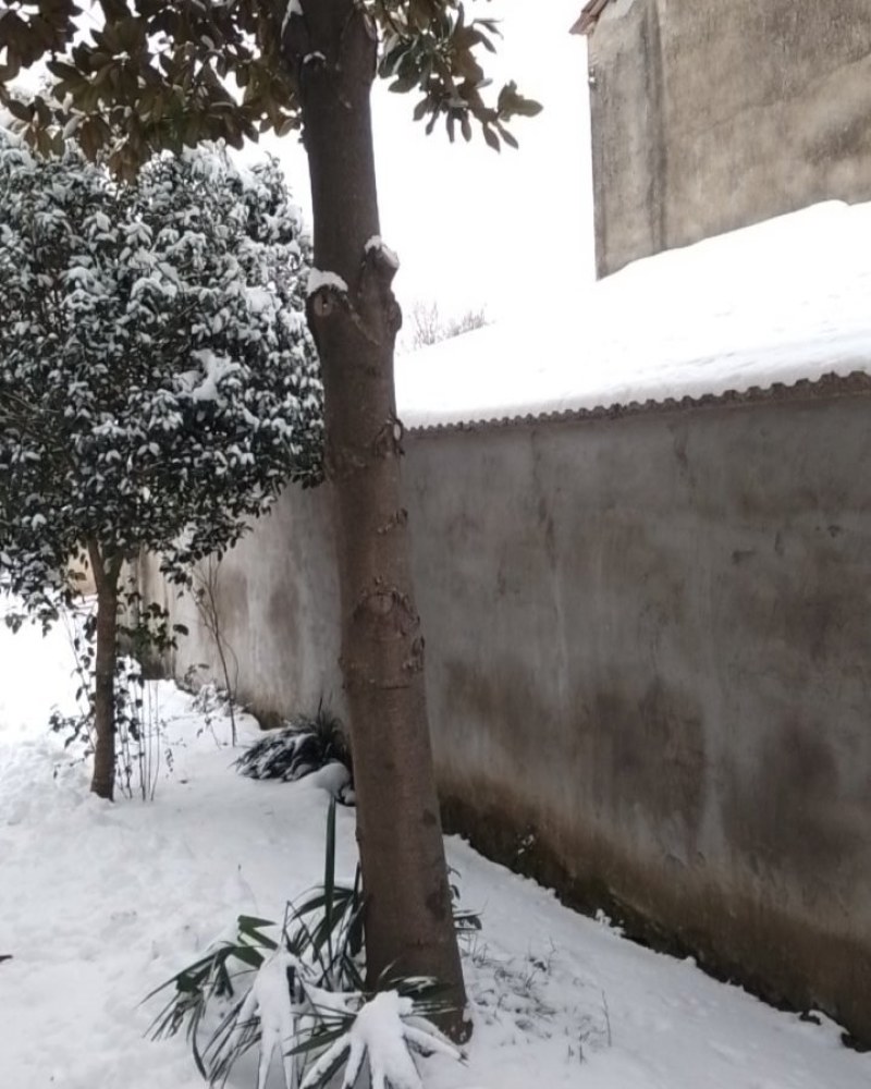 玉兰花大树