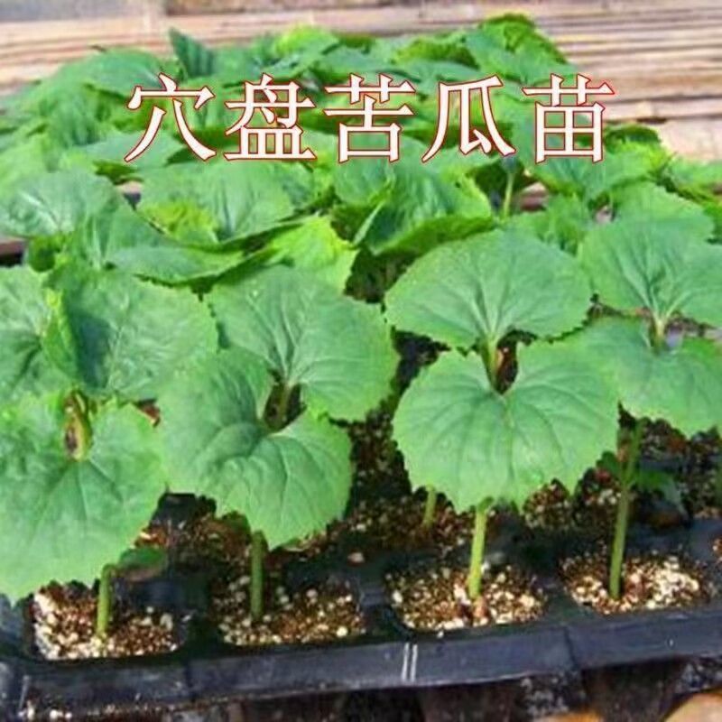 苦瓜苗子带土发货品种纯正四季种植成活率高结果多