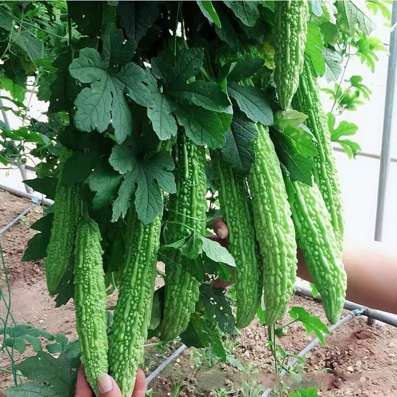 苦瓜苗子带土发货品种纯正四季种植成活率高结果多