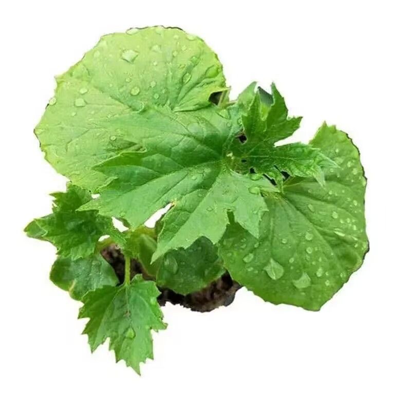 苦瓜苗子带土发货品种纯正四季种植成活率高结果多