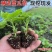 苦瓜苗子带土发货品种纯正四季种植成活率高结果多