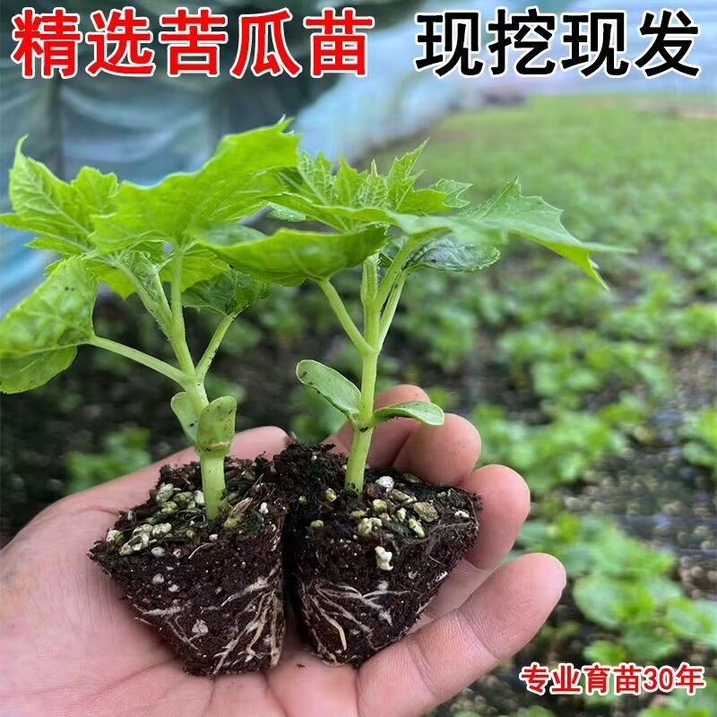苦瓜苗子带土发货品种纯正四季种植成活率高结果多