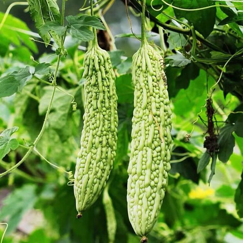 苦瓜苗子带土发货品种纯正四季种植成活率高结果多