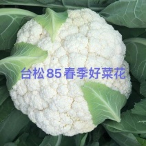 白玉88台松85天春秋耐寒优质松花菜