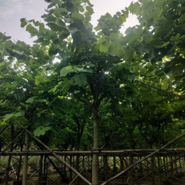 红花紫荆14-15-16各种规格齐全价格便宜