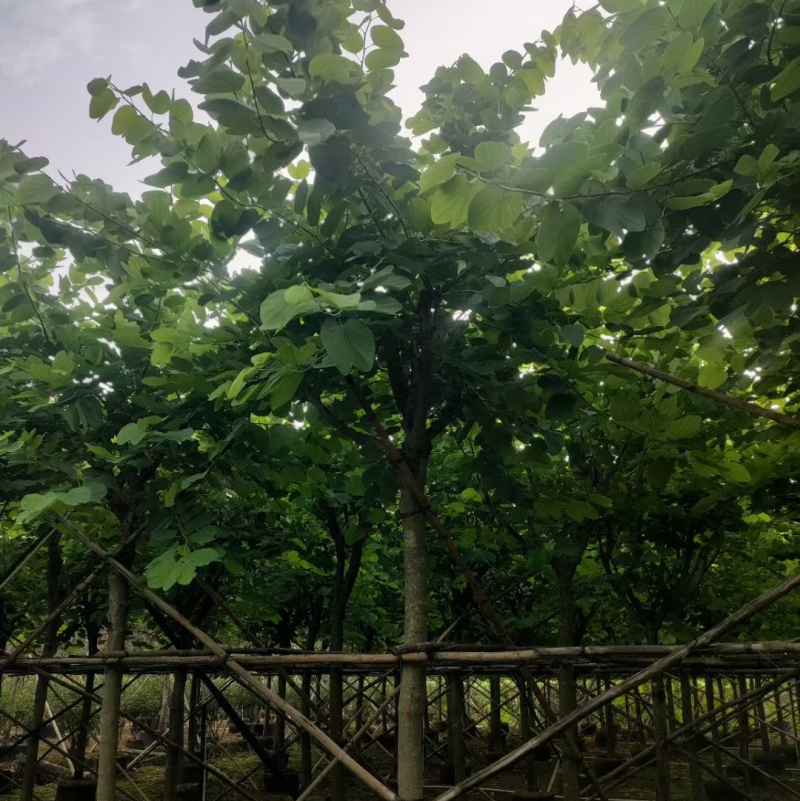 红花紫荆14-15-16各种规格齐全价格便宜
