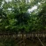 红花紫荆14-15-16各种规格齐全价格便宜
